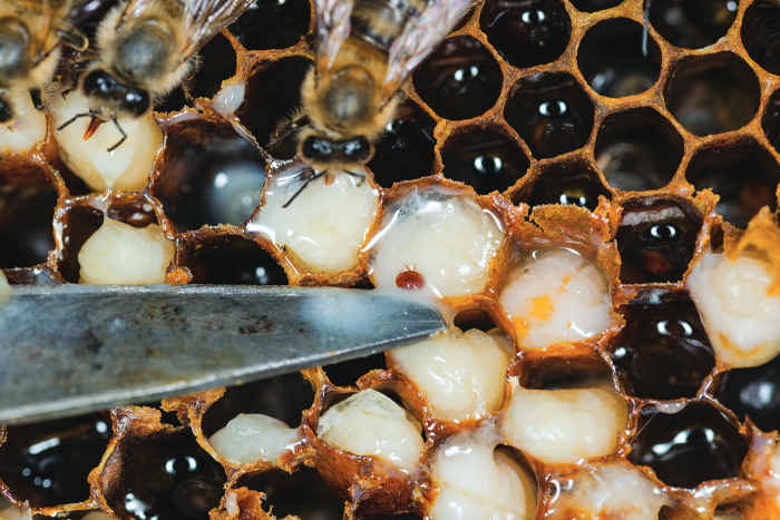 adult-mite-feeding-on-brood-food